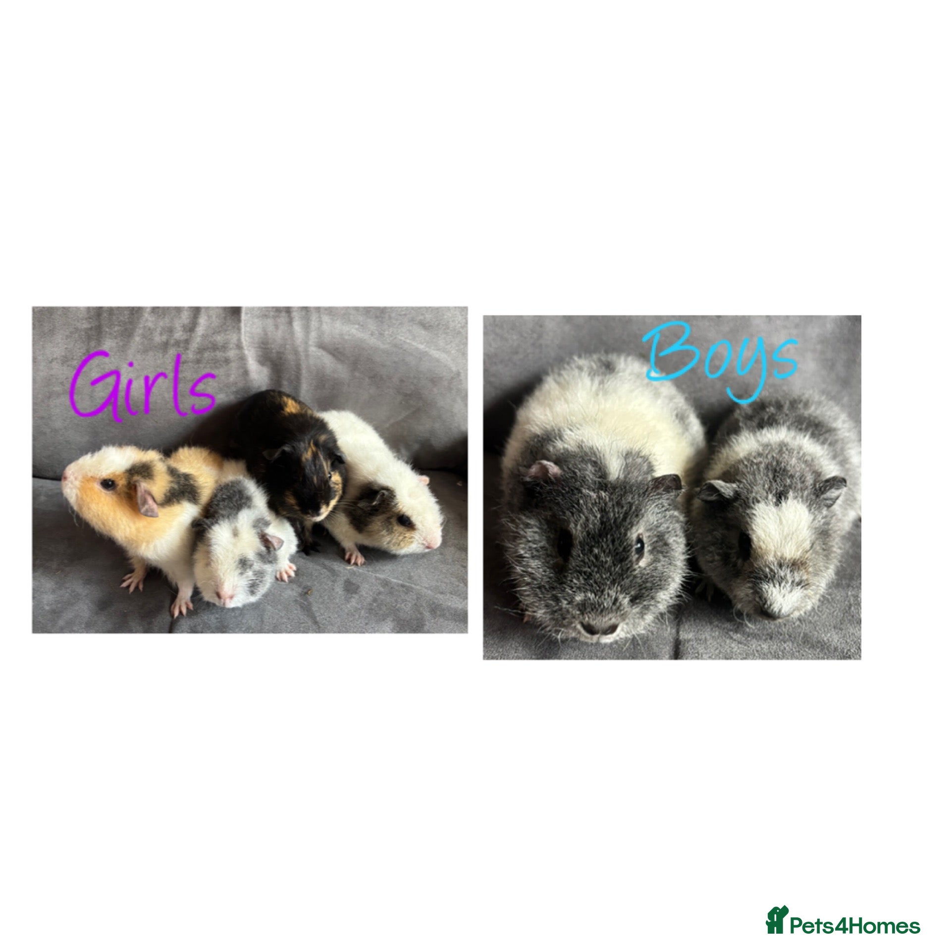 Guinea Pig rodents Baby Guineapigs x4 girls x2 boys- ready now - Advert 1