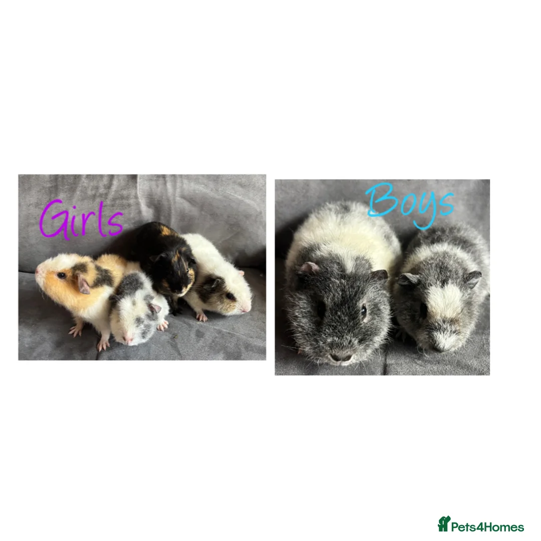 Guinea Pig rodents for sale: Baby Guineapigs x4 girls x2 boys- ready now - Advert 1