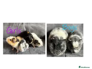Guinea Pig rodents Baby Guineapigs x4 girls x2 boys- ready now - Advert 1