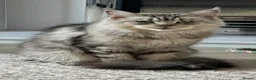 Maine Coon cats for sale: BLUE SILVER SHADED TICA REGISTERED  - Advert 10