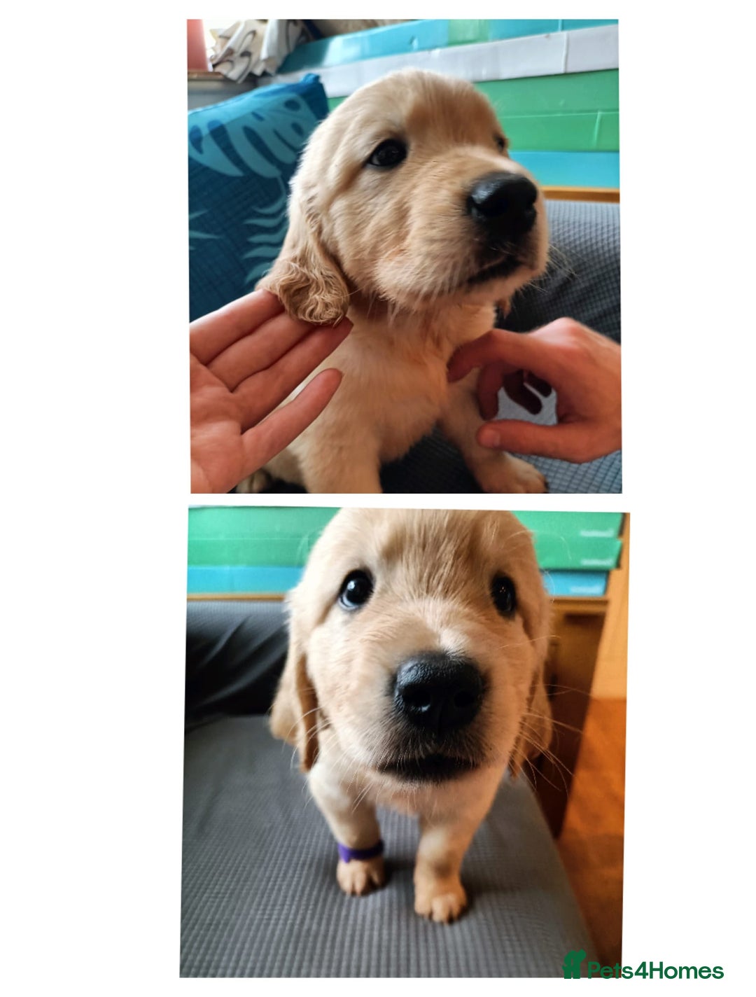 Golden Retriever dogs for sale: 2 girls and 2 boys available! Ready on Monday  - Image 7