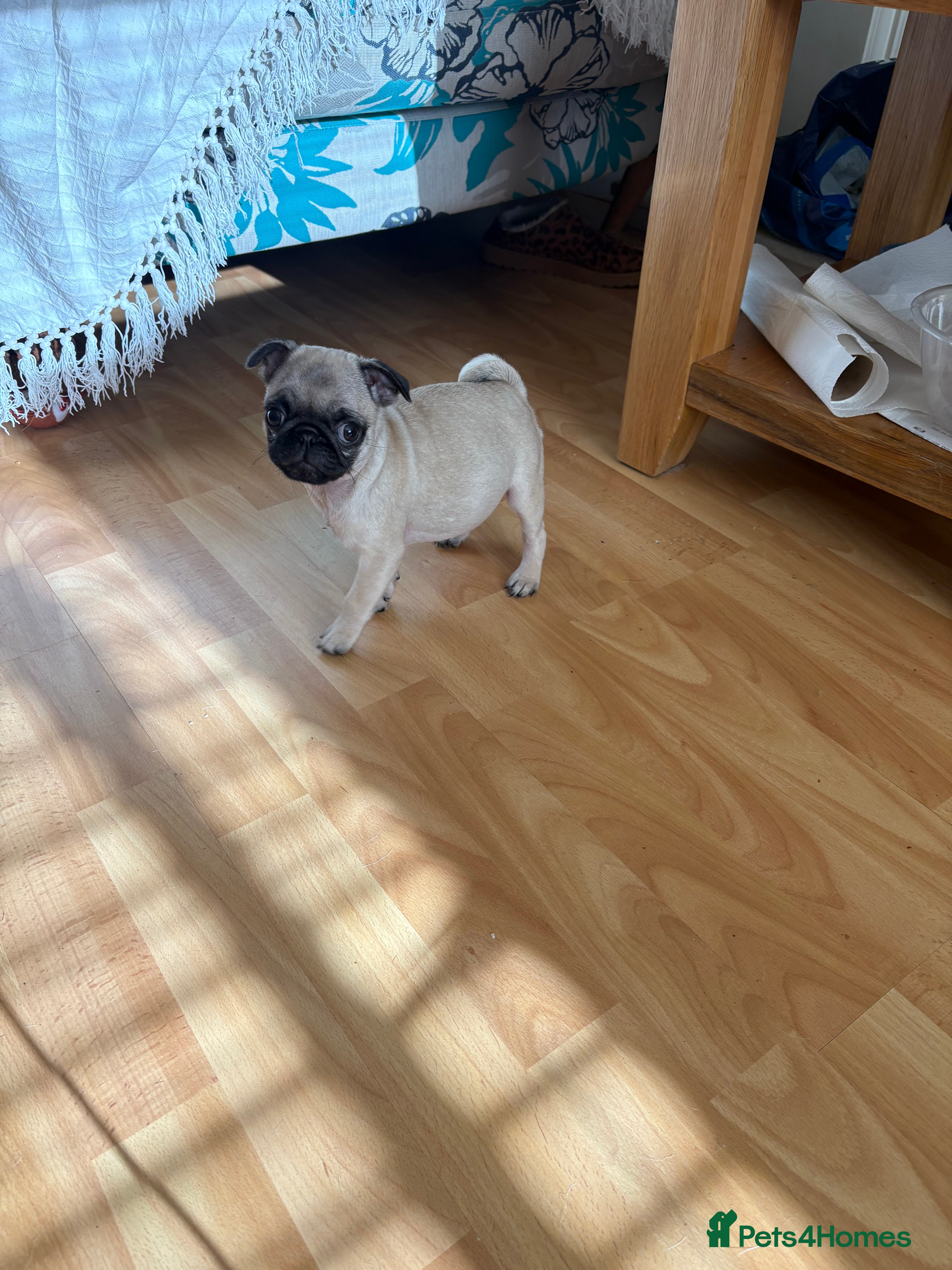 Pug dogs Gorgeous wee boy and girl pups - Advert 1