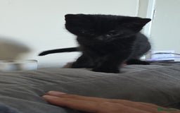 Domestic Shorthair cats for sale: 4 Adorable Kittens ready for their forever homes🩷 - Image 2