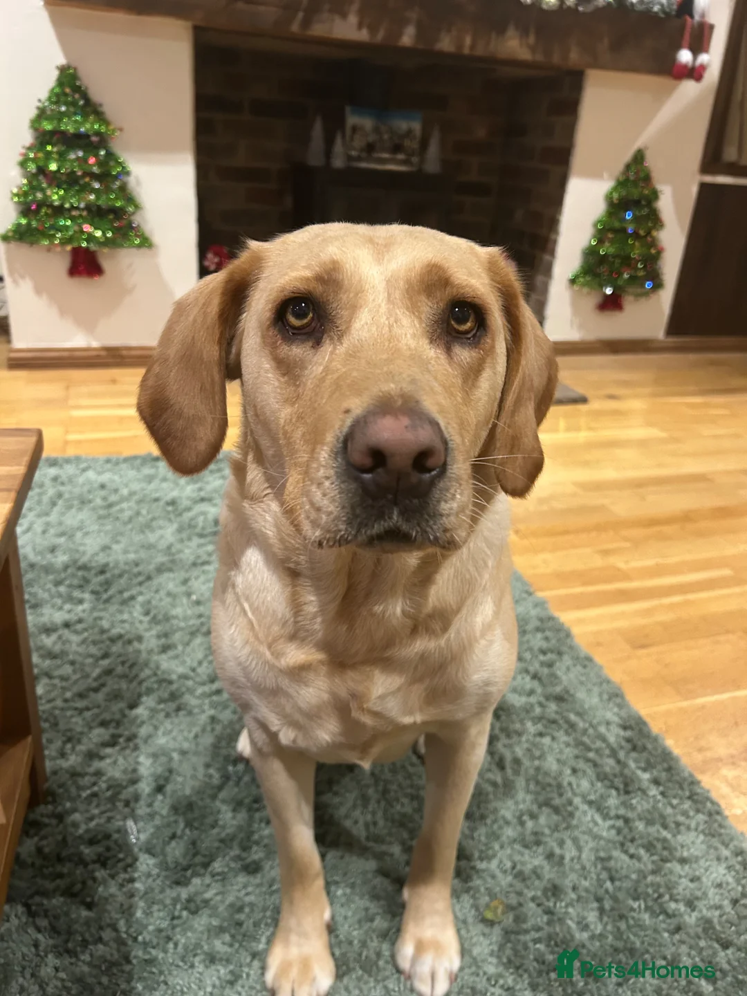 Labrador Retriever dogs for sale: Beautiful KC Registered Yellow Puppies - Advert 20