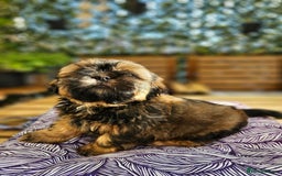 Shih Tzu dogs for sale: 🐶 Shih Tzu Puppies READY NOW– Licensed Breeder  - Image 3