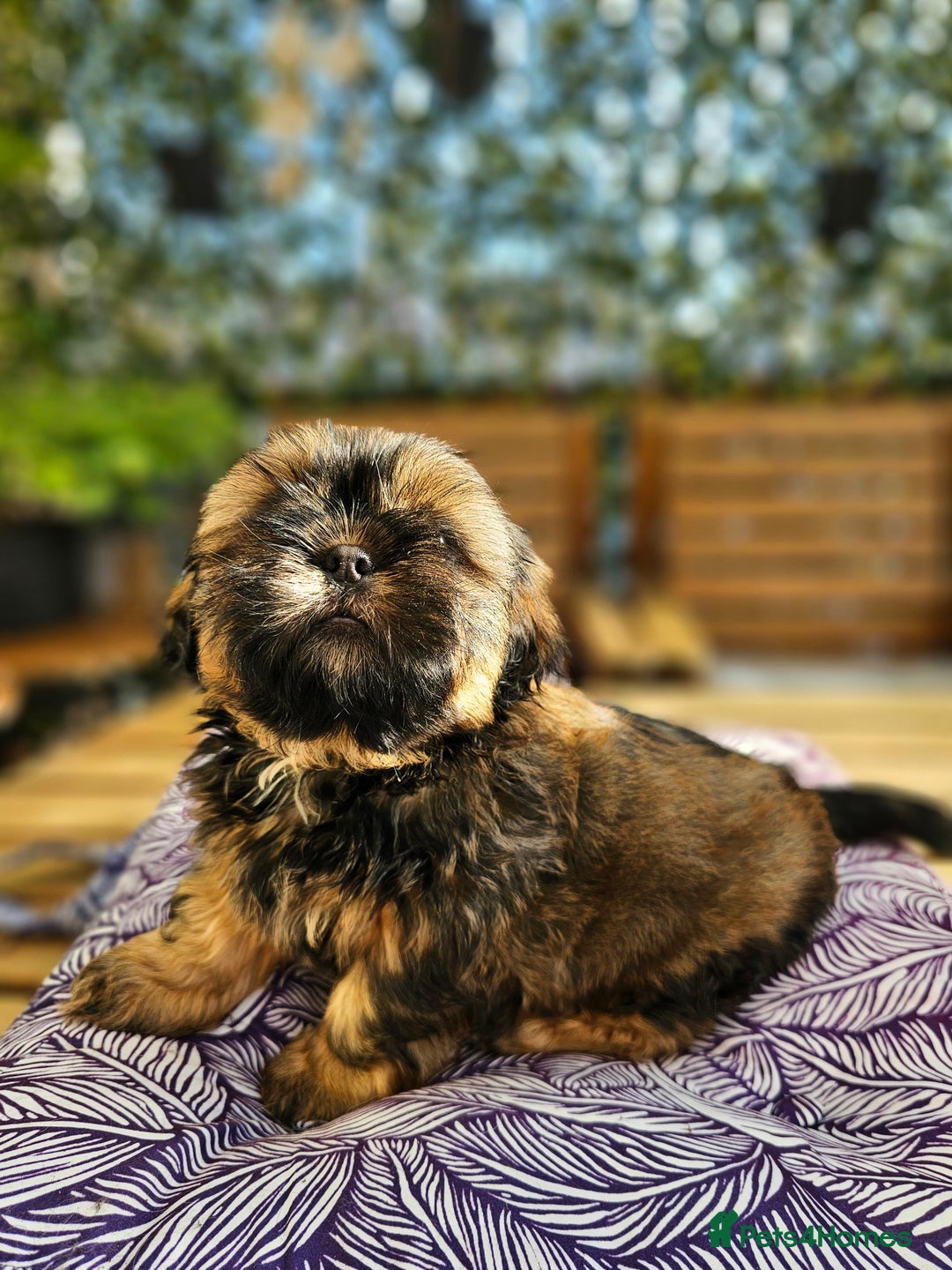 Shih Tzu dogs for sale: 🐶 Shih Tzu Puppies READY NOW– Licensed Breeder  - Image 3