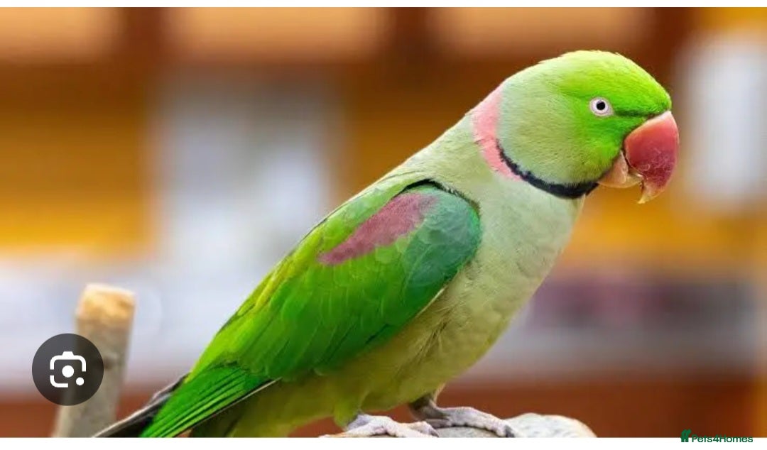 Ringnecks birds Ringneck  - Advert 16