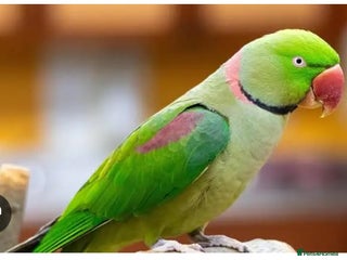 Ringnecks birds - Advert 1