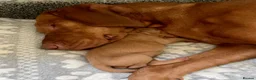 Hungarian Vizsla dogs for sale: Stunning KC registered Hungarian Vizsla Puppies  - Advert 3
