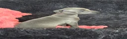 Italian Greyhound dogs for sale: Kc reg Italian greyhound puppies for sale - Advert 12