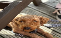 Mixed Breed dogs for sale: Beautiful pomapoo X puppies  - Image 14