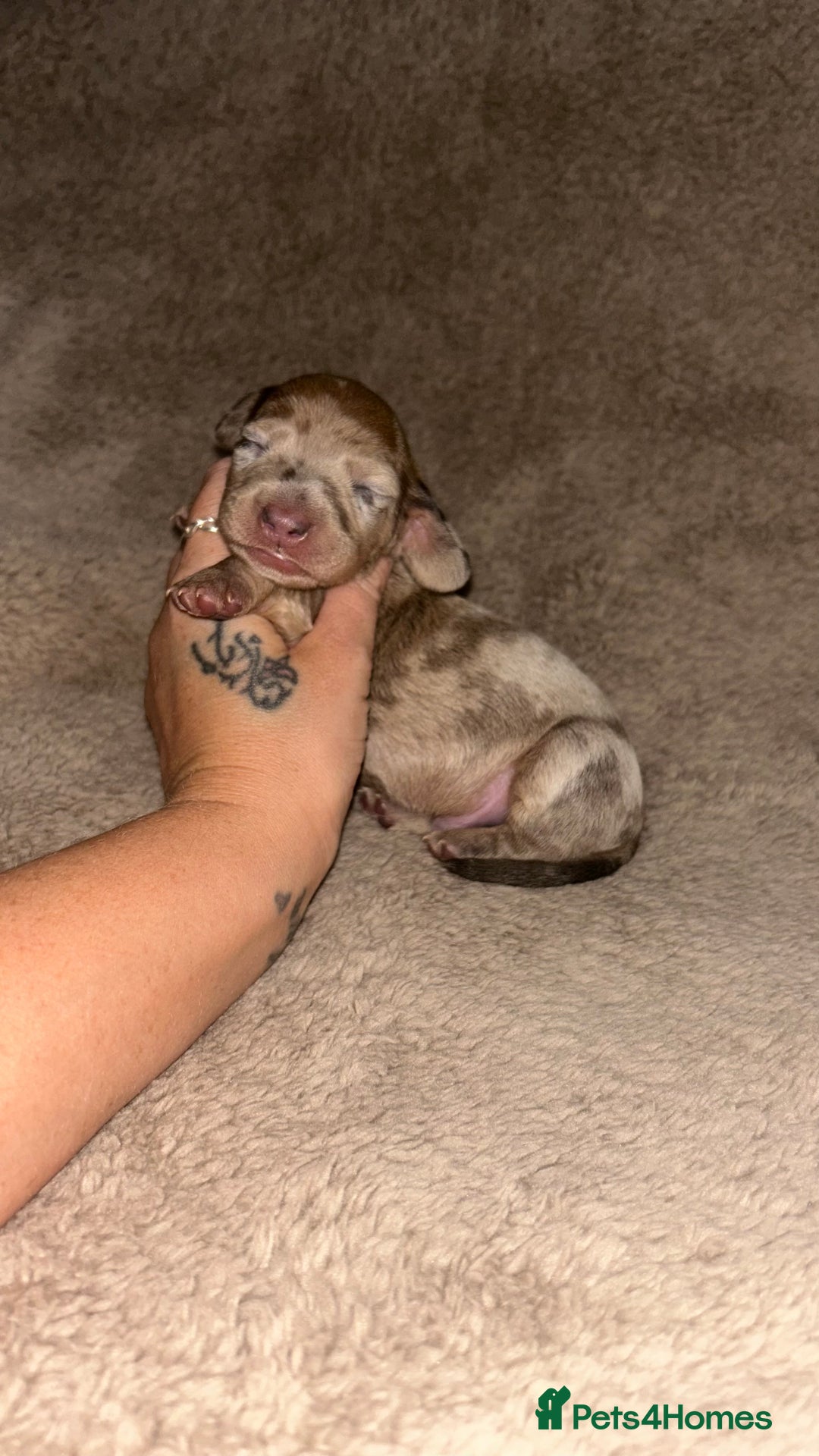 Miniature Dachshund dogs for sale: Perfecf kc miniature dachshunds - Image 14