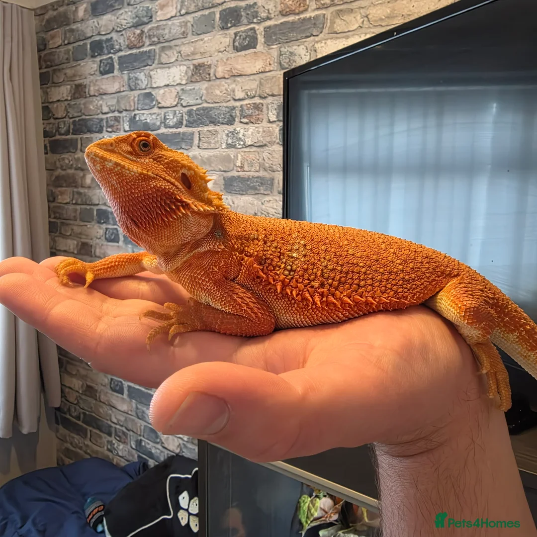 Bearded Dragon reptiles for sale: Hypo red/orange bearded dragon  in Thornton-Cleveleys - Advert 1