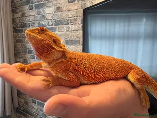Bearded Dragon reptiles Hypo red/orange bearded dragon - Advert 12