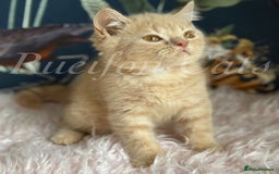 British Shorthair cats for sale: GCCF Registered British Shorthair kittens - Image 4