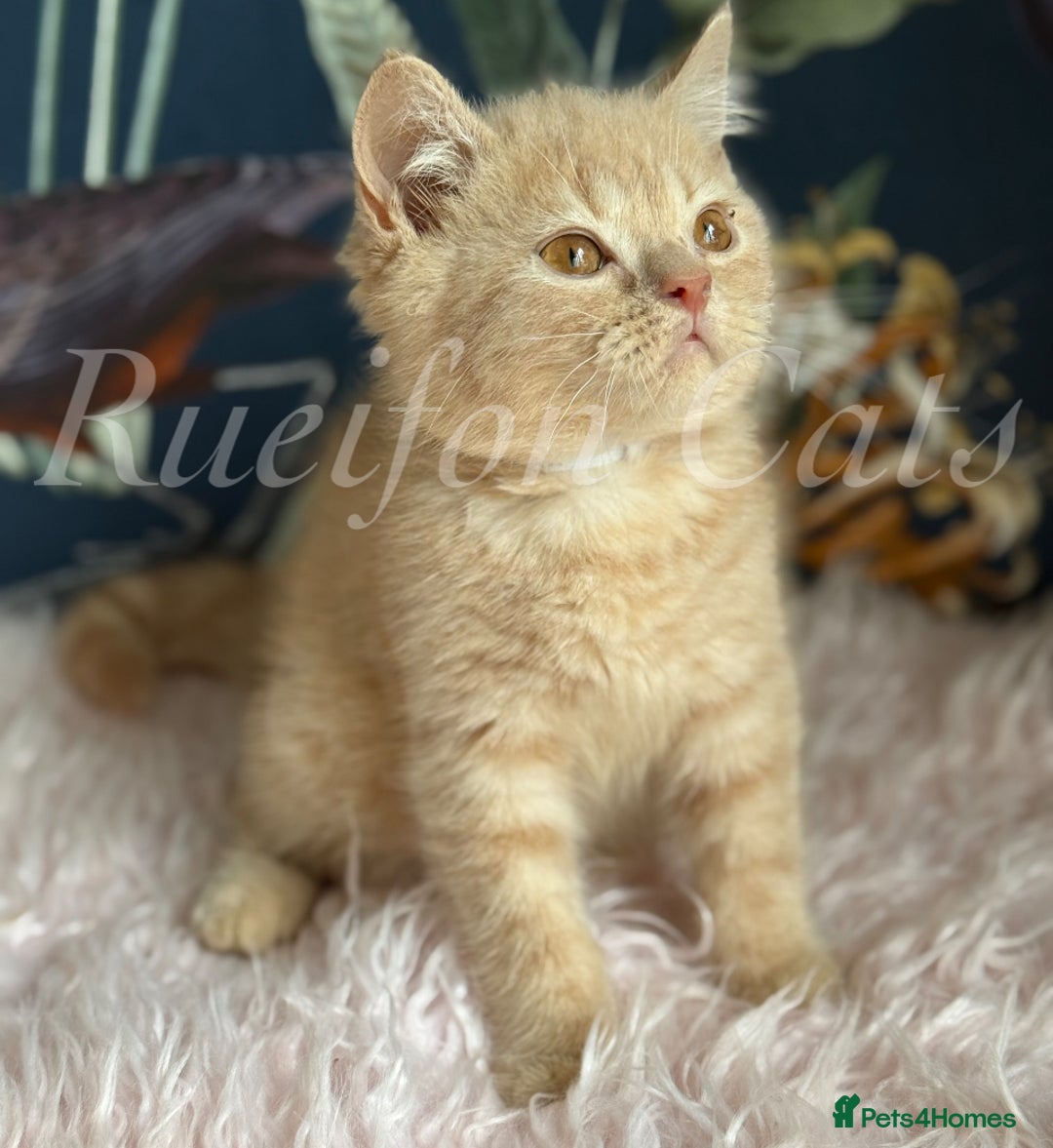 British Shorthair cats for sale: GCCF Registered British Shorthair kittens - Image 4