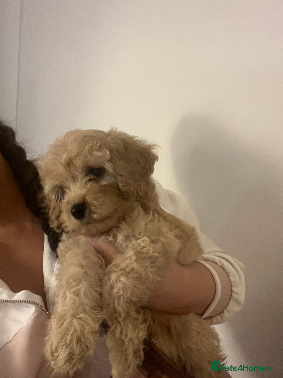 Cavapoo dogs for sale: Stunning Cavapoo puppies - Image 21
