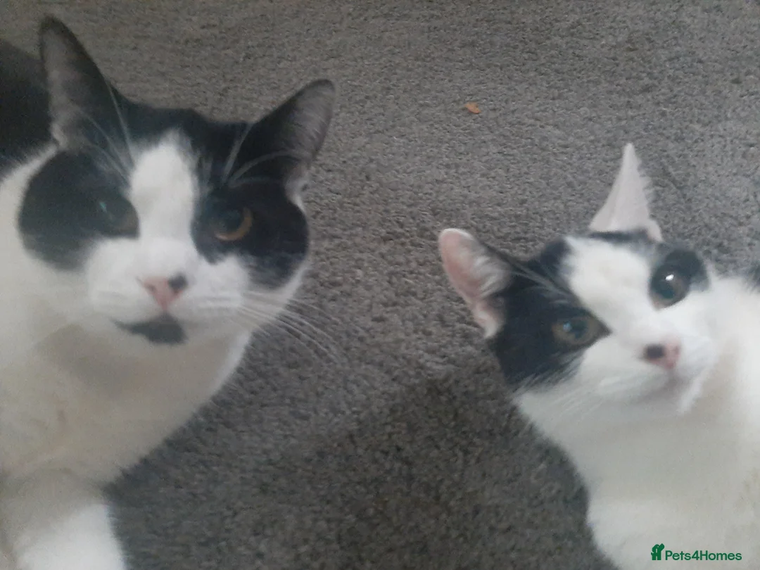 Mixed Breed cats for sale: Going for free because I'm immigrating  - Advert 2