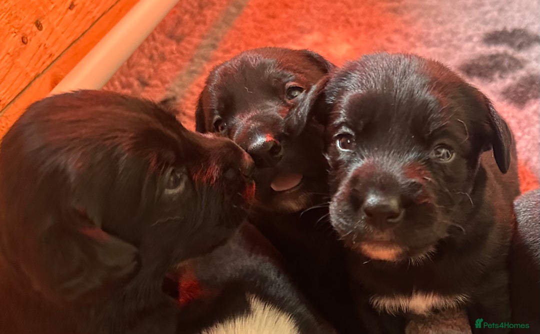Mixed Breed dogs for sale: Labrador x Patterdale Puppies - Image 1