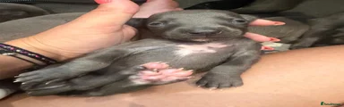 Whippet 4