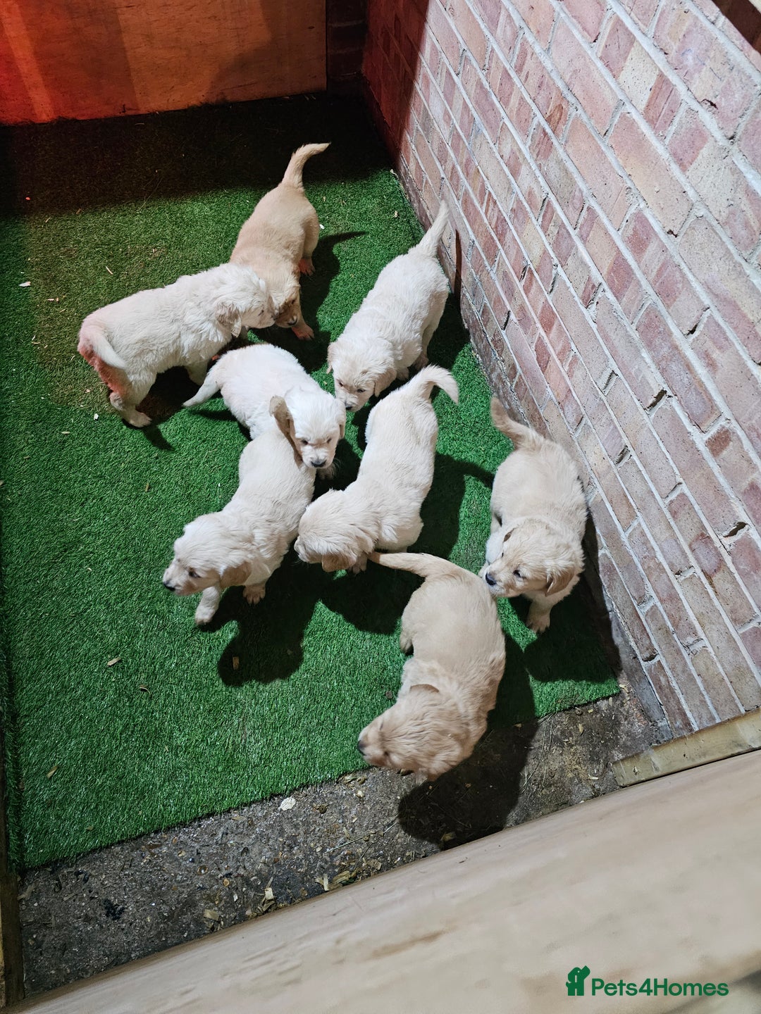 Golden Retriever dogs for sale: Golden Retriever puppy's  Ready to leave now  - Advert 4