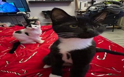 British Shorthair cats for sale: Kittens £65 each - Image 2