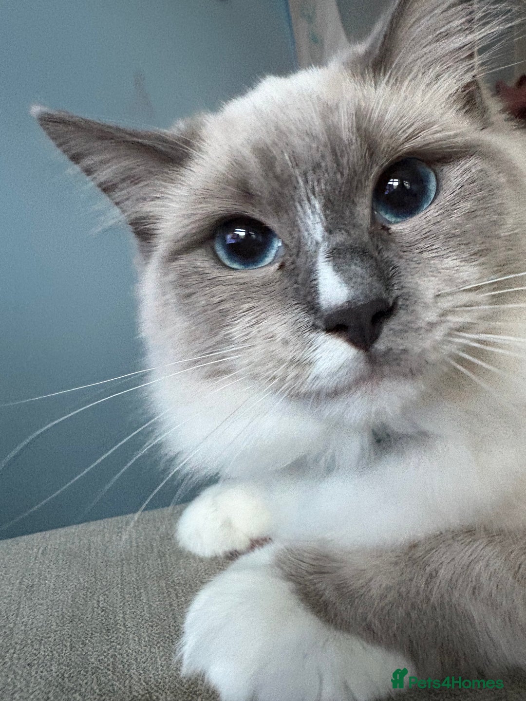 Ragdoll cats for sale: Three beautiful blue ragdoll kittens  - Image 34