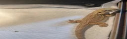 Bearded Dragon reptiles for sale: 18 bearded dragons available for rehoming - Advert 3