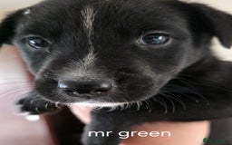 Mixed Breed dogs for sale: Labrador/staffie mix - Advert 3