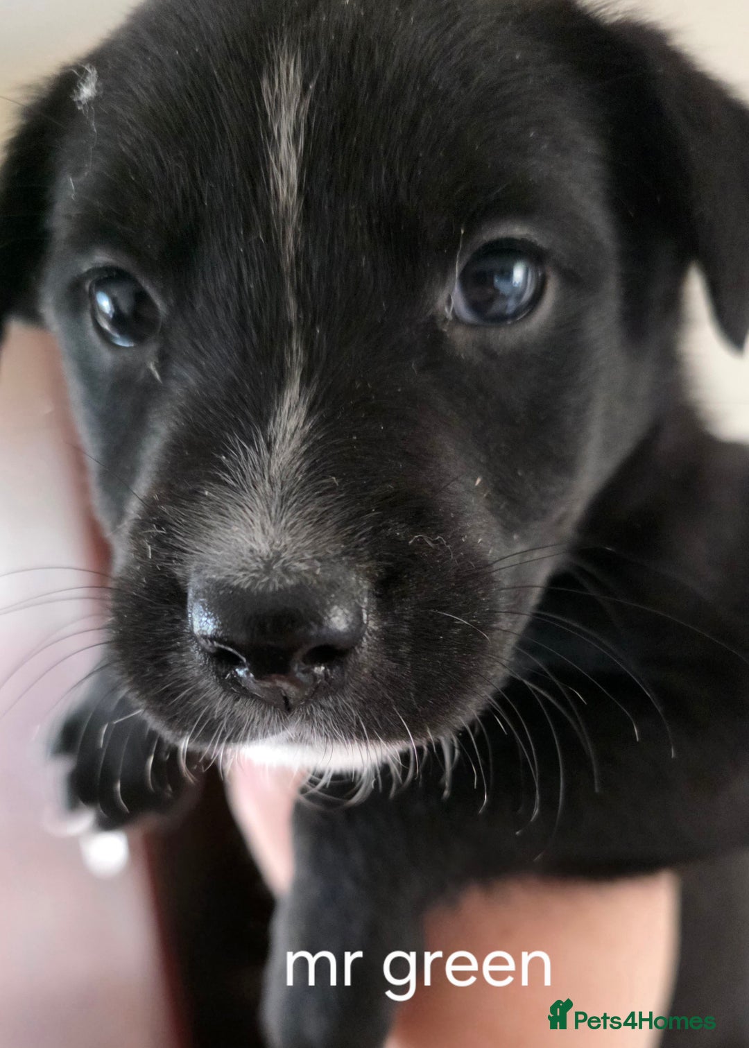 Mixed Breed dogs for sale: Labrador/staffie mix - Advert 3