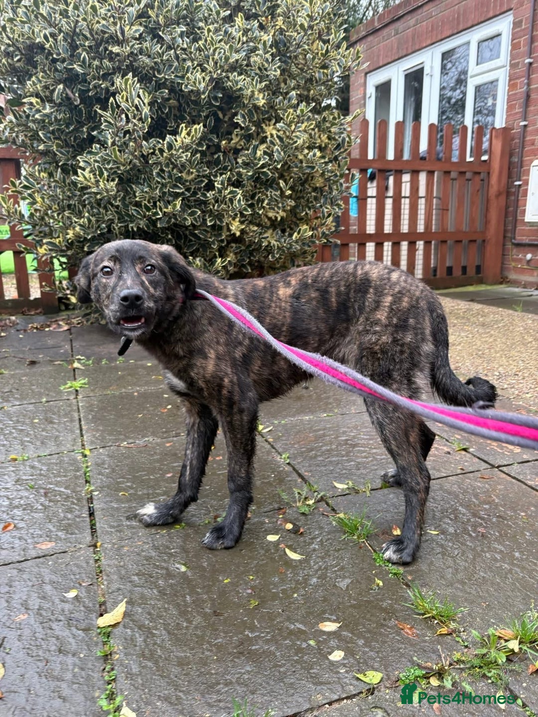 Mixed Breed dogs for adoption: Aurora - Stowmarket Suffolk  - Advert 6