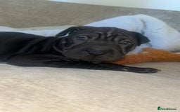 Mixed Breed dogs for sale: Shar pei cross girls  - Image 3