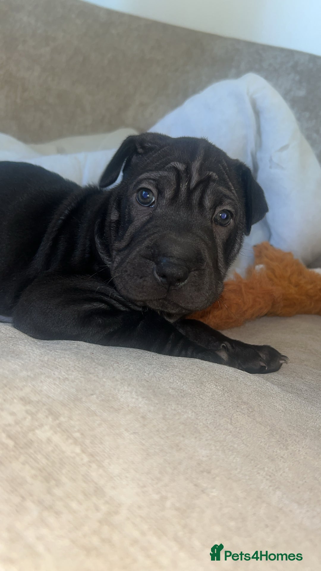 Mixed Breed dogs for sale: Shar pei cross girls  - Image 3