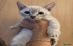 Bengal cats for sale: Beautiful Bengal x British short hair kittens! - Image 5