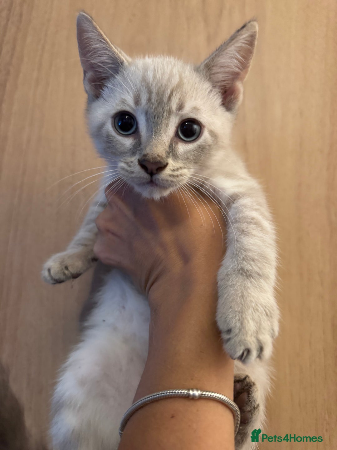 Bengal cats for sale: Beautiful Bengal x British short hair kittens! - Image 5