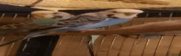 Budgerigars birds for sale: 2 pairs of adult budgies  - Advert 10