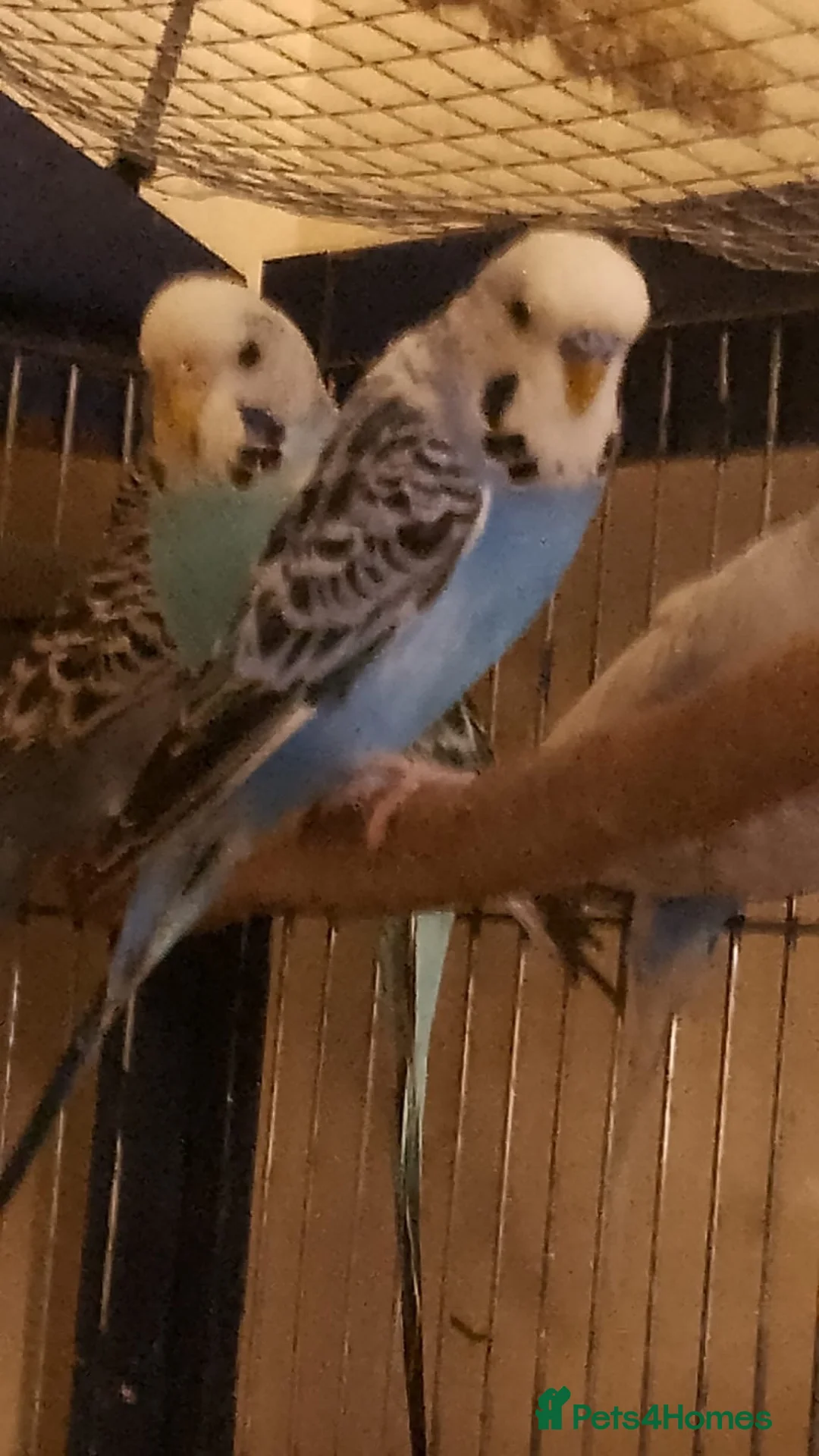 Budgerigars birds for sale: 2 pairs of adult budgies  - Advert 10