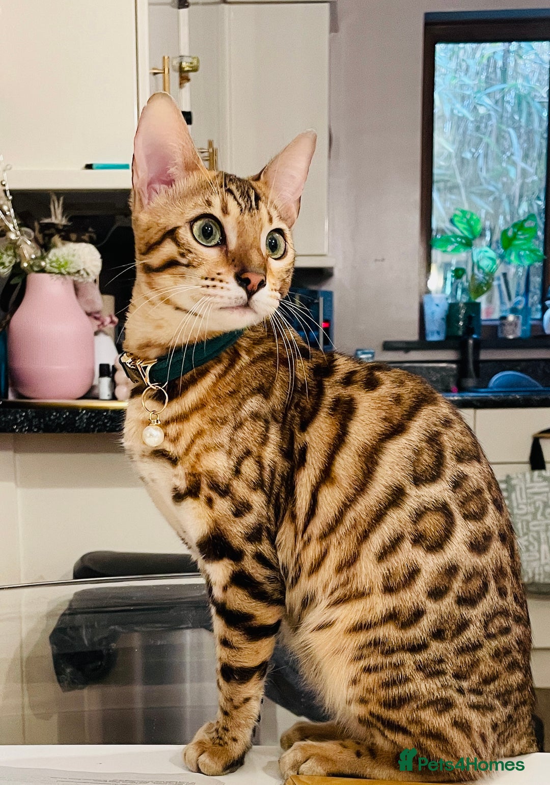 Bengal cats for sale: Pure bengal kittens - Image 1
