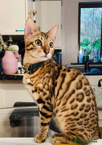 Bengal cats - Advert 6