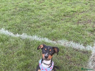 Mixed Breed dogs Puppy for sale - Advert 1