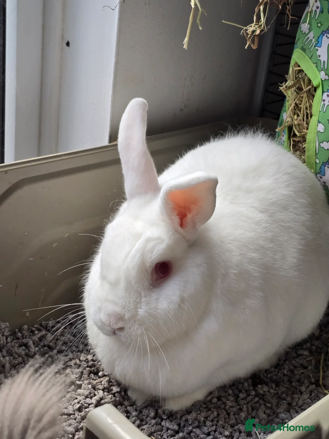 Lionhead rabbits for sale: double mane lionhead and norwegian white in Barnstaple - Advert 7