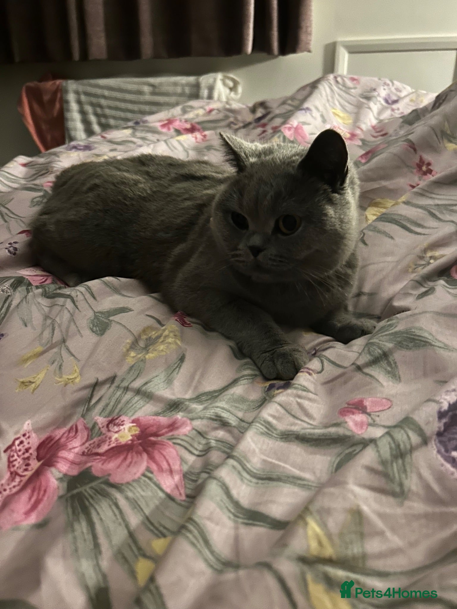 Mixed Breed cats 1 x black kitten - Advert 7