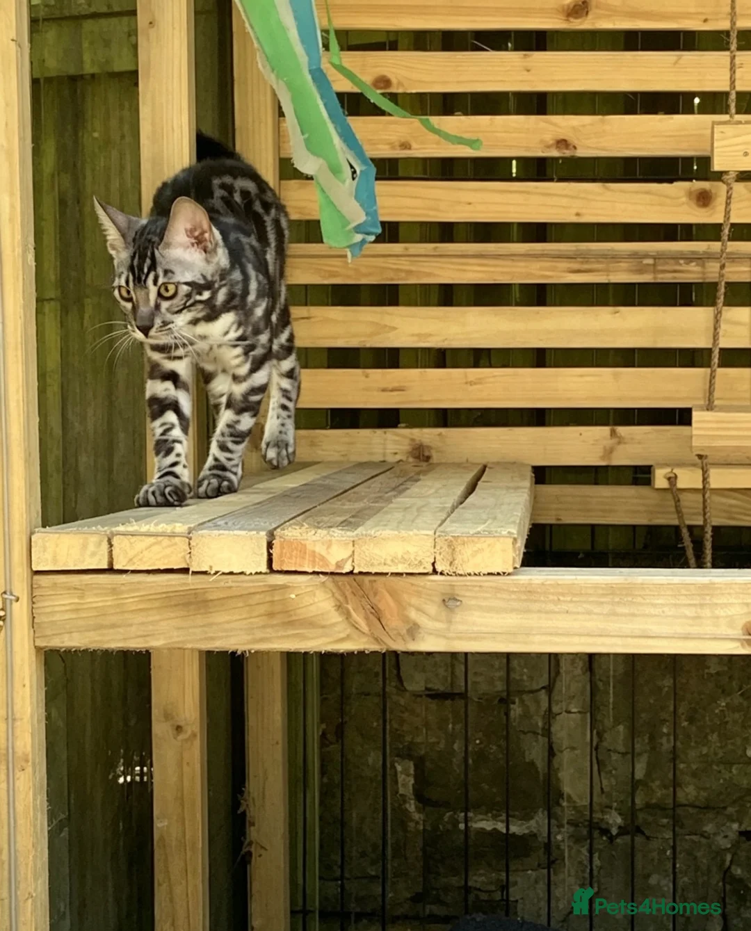 Bengal cats for sale: Last stunning boy TICA REGISTERED  - Advert 1