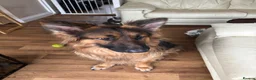 German Shepherd dogs for sale: German shepherd puppies - Advert 3