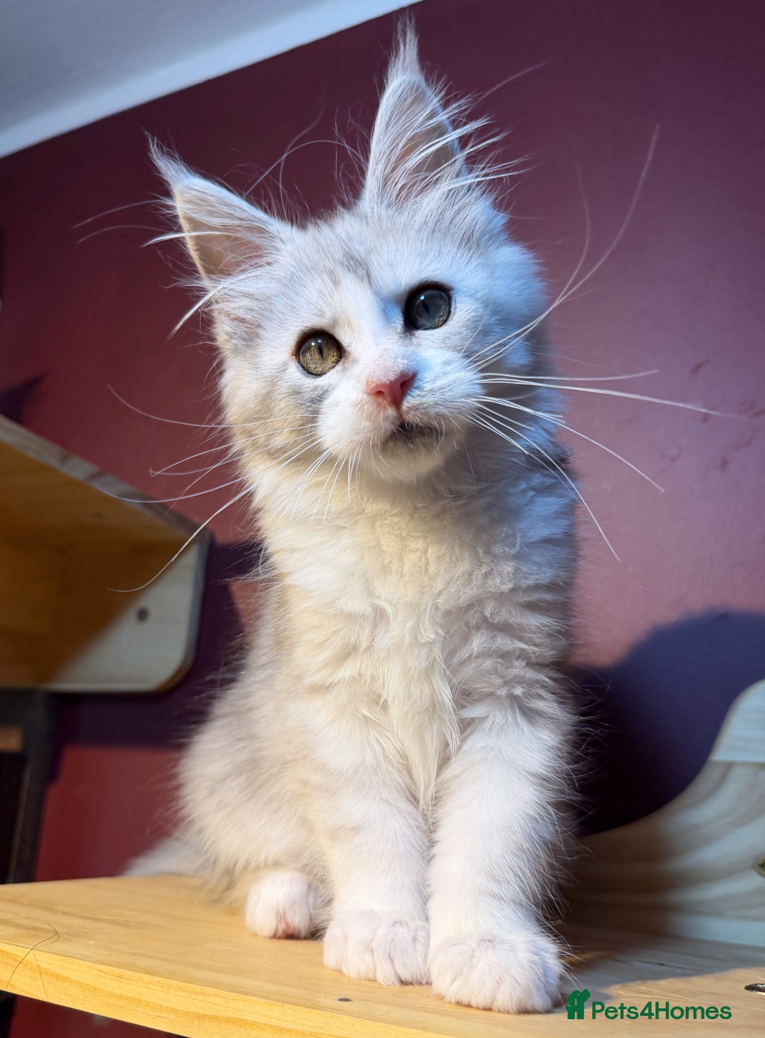 Maine Coon cats Maine Coons with Tests, Papers, Vet Checks & Vacc. - Advert 6