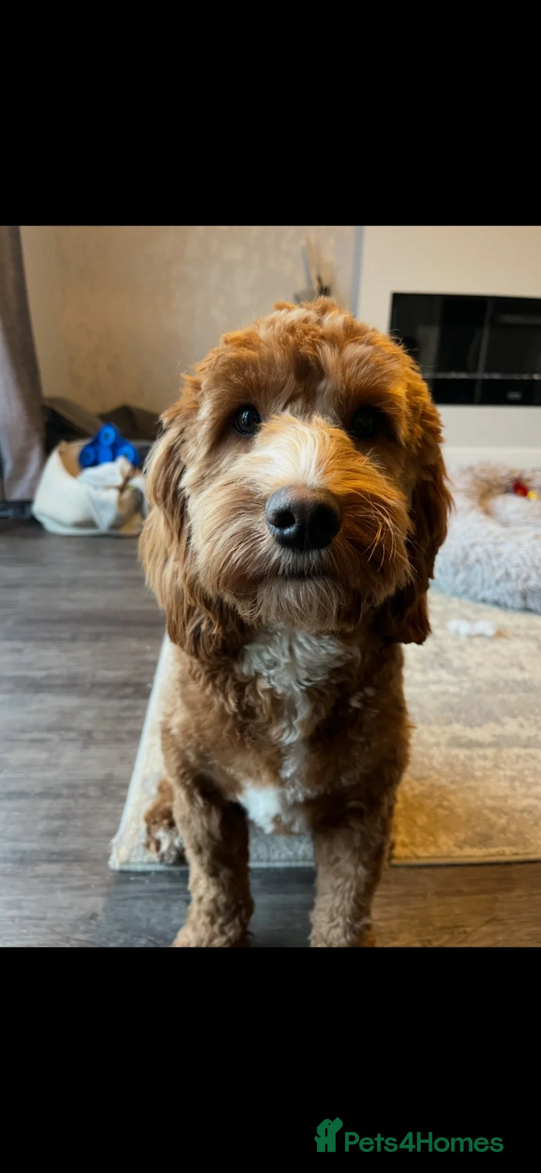 Cockapoo dogs for sale: Cockapoo for sale 5 years old  - Advert 6