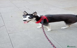 Utonagan dogs for sale: happy clever doggo - Image 4