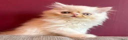 Persian cats for sale: Odd eyed male kitten  - Advert 17