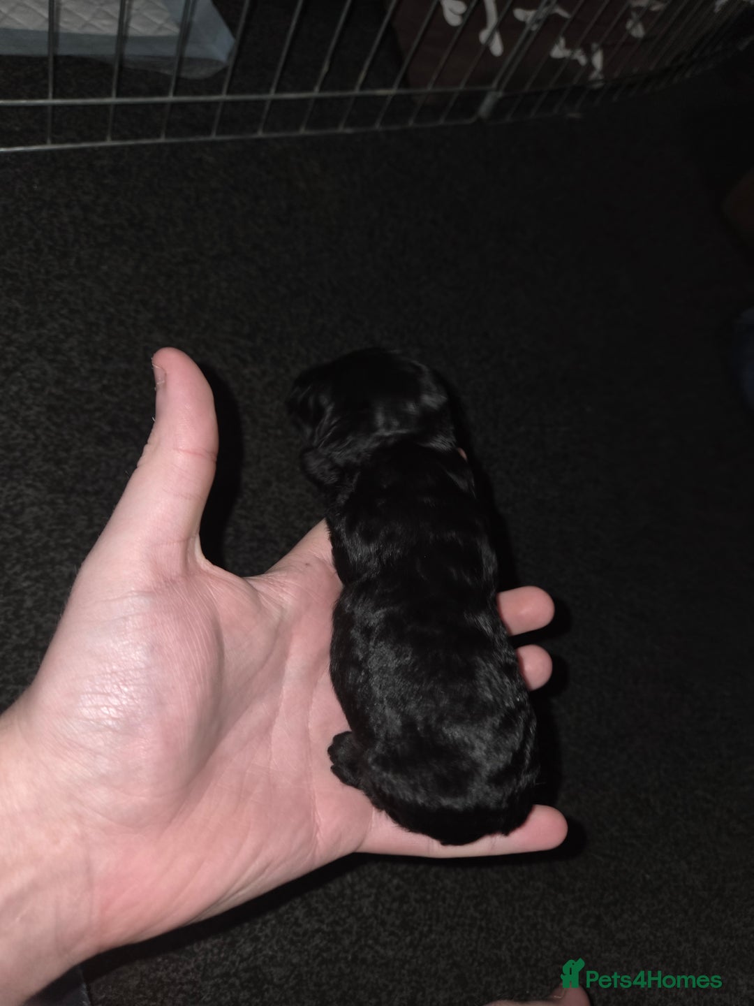 Cockapoo dogs for sale: Puppy cockapoos  - Advert 6