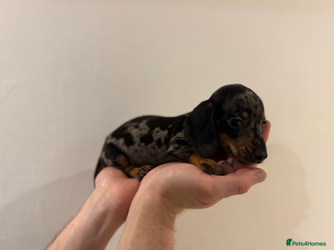 Miniature Dachshund dogs for sale: KC registered miniature dachshunds - Advert 11